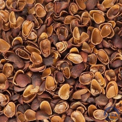 Скорлупа Кедрового Ореха (Barus Nut Shell) купить в Пскове